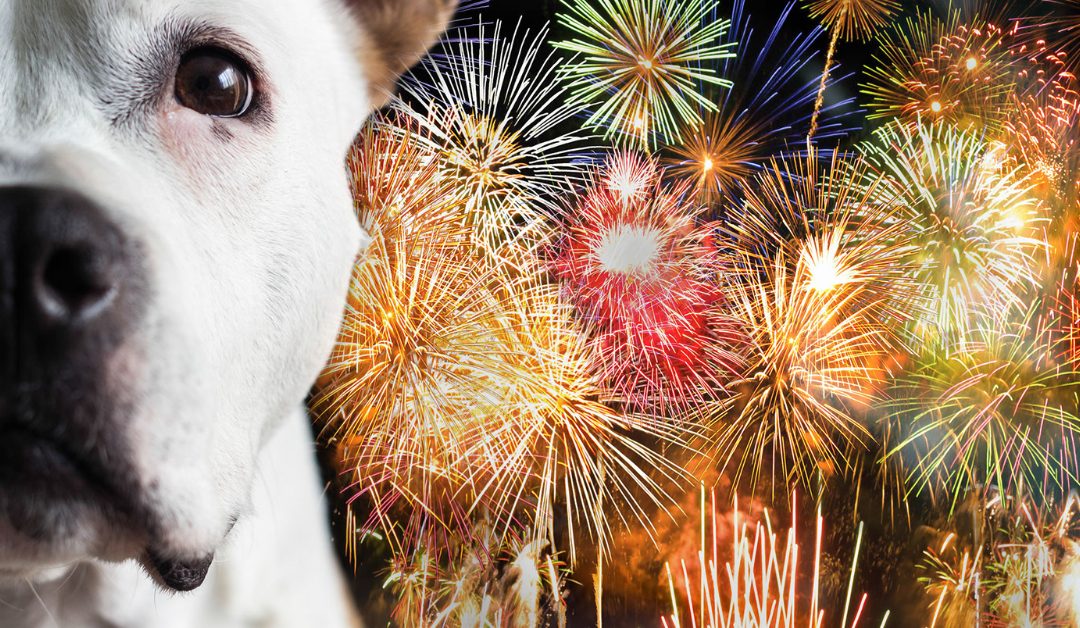 Fireworks and Dog Safety: Protecting Our Pups During July 4th Celebrations