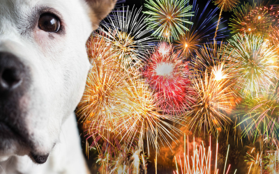 Fireworks and Dog Safety: Protecting Our Pups During July 4th Celebrations