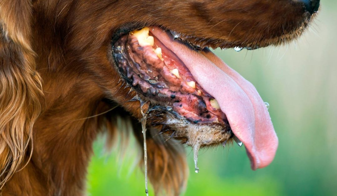 Keeping Your Canine Companion Cool: Preventing Heat Stroke in Dogs