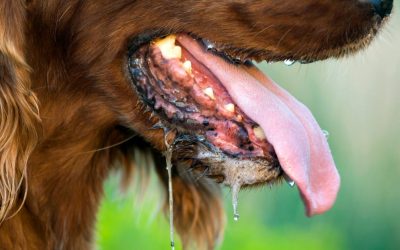 Keeping Your Canine Companion Cool: Preventing Heat Stroke in Dogs