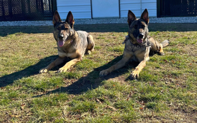 Pupper Place: Ensuring a Tail-Wagging Good Time with Structured Boarding for Well-Trained Pups